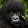 Portrait of a juvenile mountain gorilla, Volcanoes National