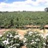 Vineyards near Nuriootpa