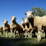 WA government backs suspension of embattled livestock shipping company's licence