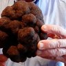 Australia's largest truffle at 1.172kg.