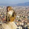 Rhesus macaque on the walls of Swayambhunath,the so-called Monkey Temple overlooking Kathmandu.