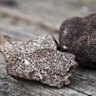 It's the season for truffles in the Canberra region.