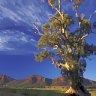 Outback spectacular ... a Cazneaux tree with Wilpena Pound in the background.