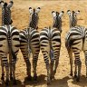 South African zebras.