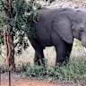An elephant materialises silently from the bush just 10 metres away from our chalets at Mjejane Bush Camp, which adjoins the Kruger National Park.