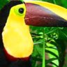 Nature's bounty ... a toucan in the rainforest.