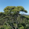 A documentary directed and produced by award-winning local filmmaker Bruce Walters about a campaign to save two trees in Ruskin Rowe, Avalon.
Source: The Situation Room.