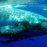 Big blue ... a swimmer with humpbacks in the Ha'apai island group.