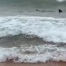 Bungan Beach in Sydney has been closed after a shark sighting. (Instagram/Cameron Bloom)