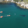 Official drone footage shows the entangled humpback whale swimming around the harbour, dragging buoys attached as part of the NPSW rescue effort. CREDIT: NSW Maritime