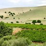 Barossa vineyards