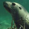 Swimming with sea lions at Baird Bay.