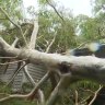 A family on the Gold Coast were minutes from tragedy when a giant gum tree fell through their living room.