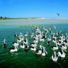 Pelicans at the Entrance.
