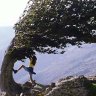 Hidden beauty ... (from top) a wind-ravaged beech tree on a mountain pass