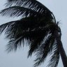 Palm trees with tonga article re postcard