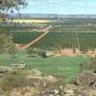 The vineyards from the lookouts above the town