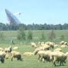 Sheep graze near the Parkes Radio Telescope