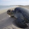 turtles, Gnaraloo Station, Western Australia. Photograph by Fleur Bainger.   