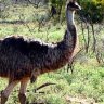 Bird's-eye views ... emus check out visitors at Brachina Gorge.