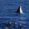 Swimming with humpbacks.
