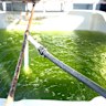 This seaweed could feed the world, help cure climate change and make your skin look great.