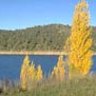 Poplars on the shores of Lake Jindabyne